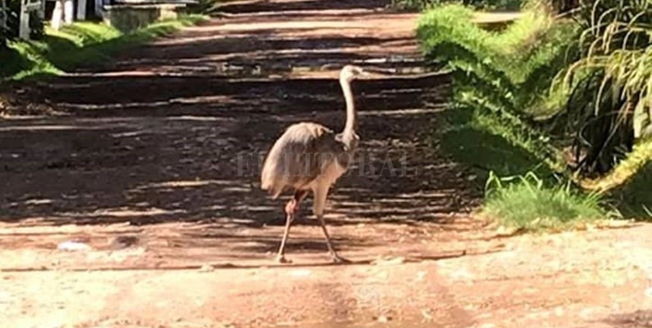 Apareció un ñandú en Parque Leloir