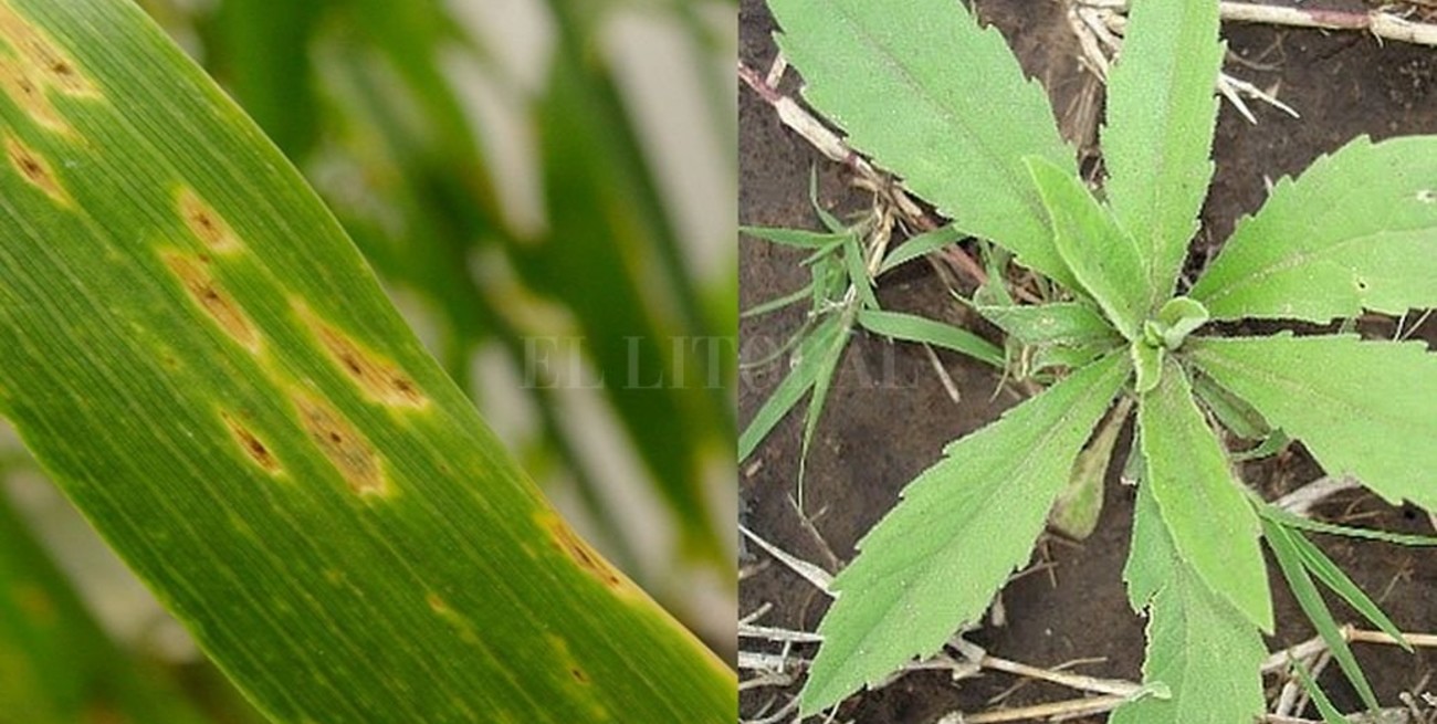 Trigo: enfermedades y malezas al acecho