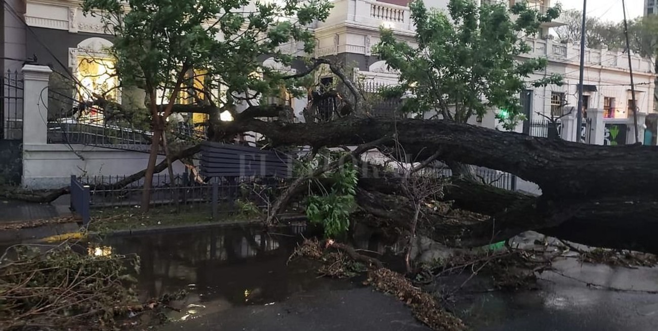 Del calor a la tormenta: árboles y postes caídos por toda la ciudad