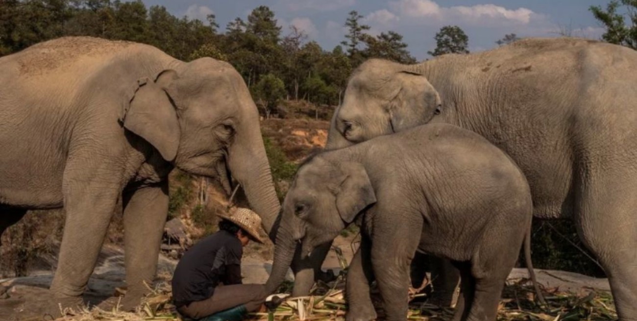 En Tailandia liberan a 78 elefantes que estaban siendo explotados ante la falta de turistas