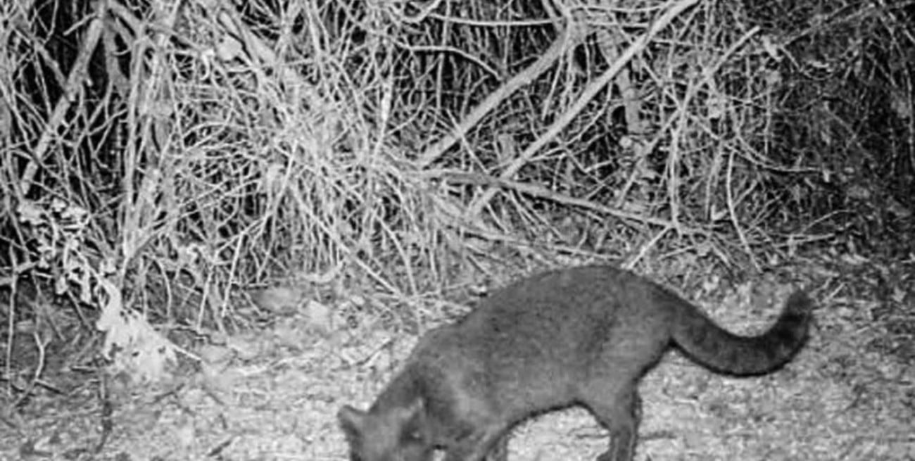 Apareció un gato montés en la Reserva Ecológica de la UNL