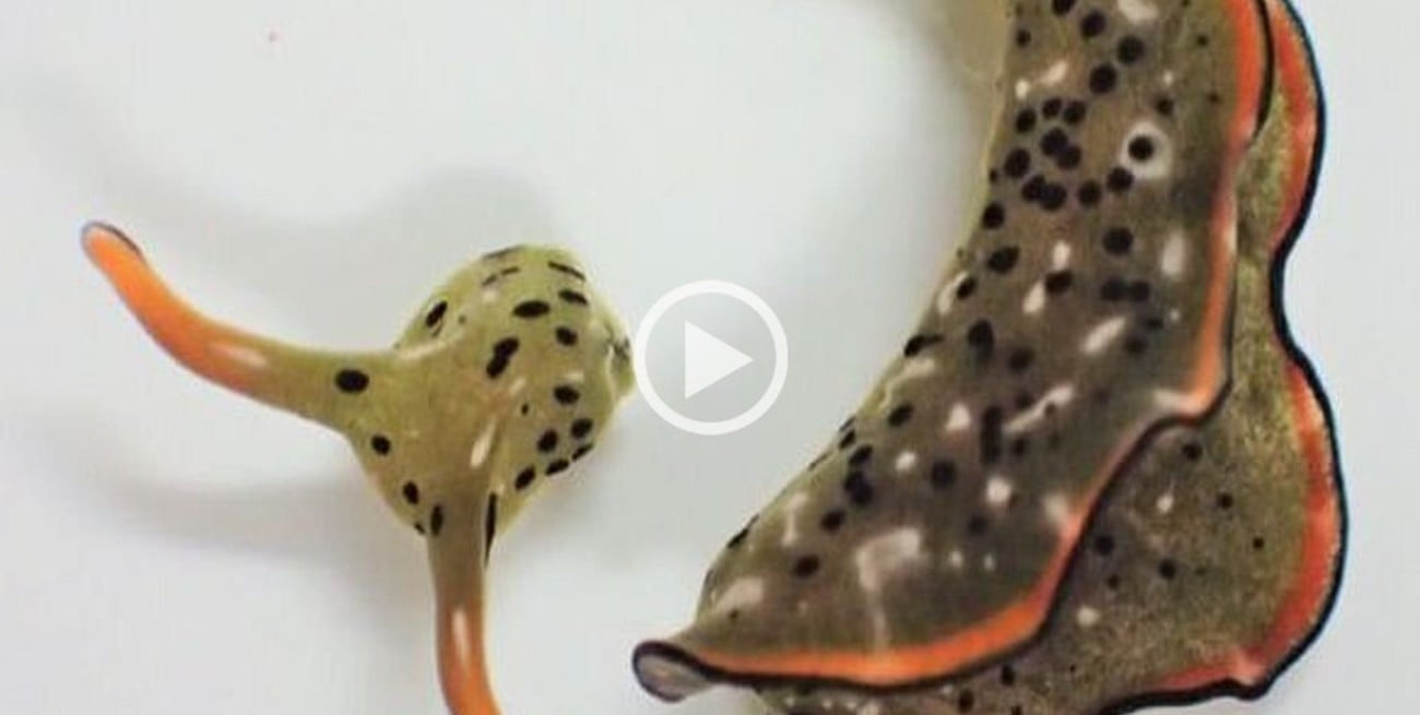 Video: descubrieron en Japón una babosa que puede amputarse todo el cuerpo y regenerarlo
