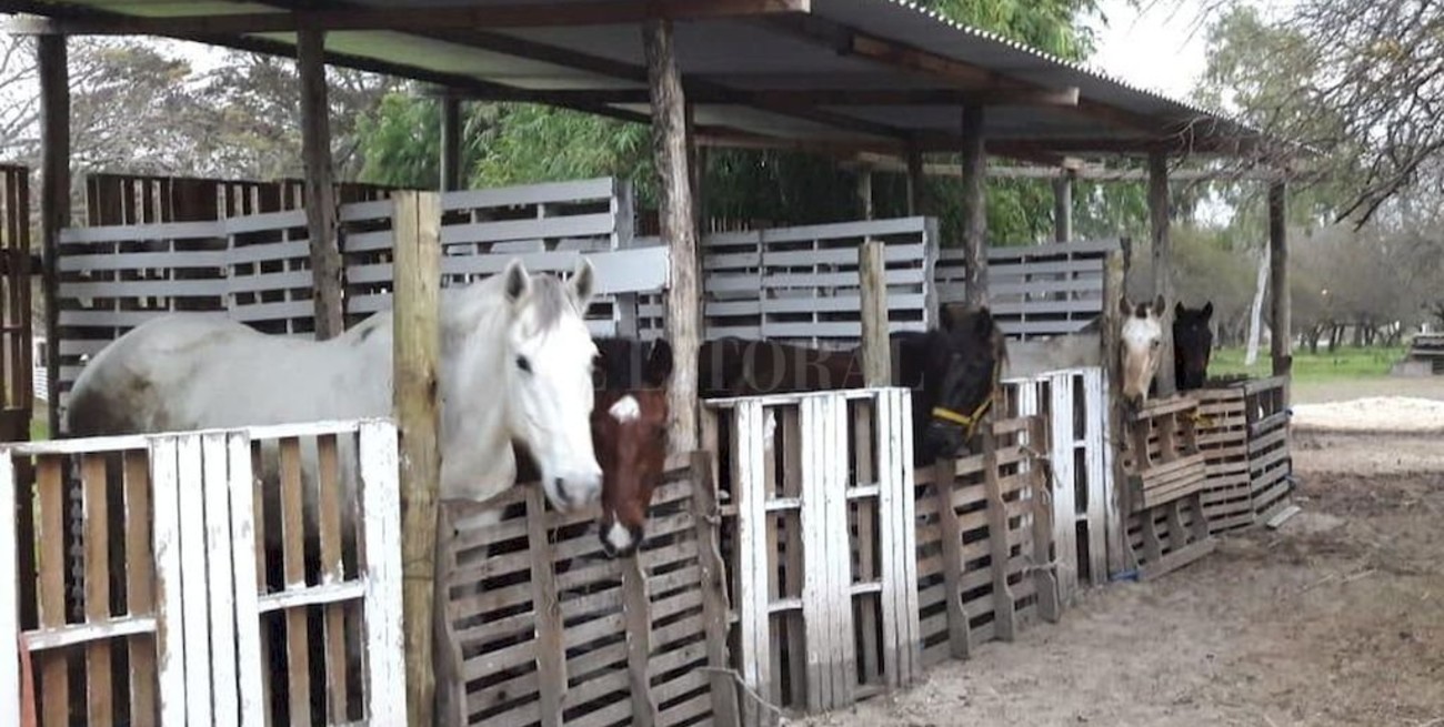 Una ONG solicita que los caballos no vuelvan con sus dueños maltratadores