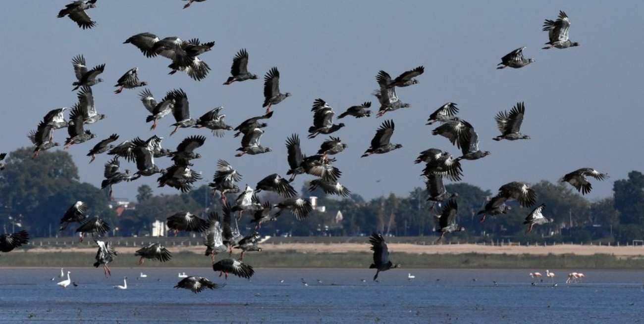 Garzas, biguás, flamencos, chajás y cisnes, los habitantes de la Setúbal