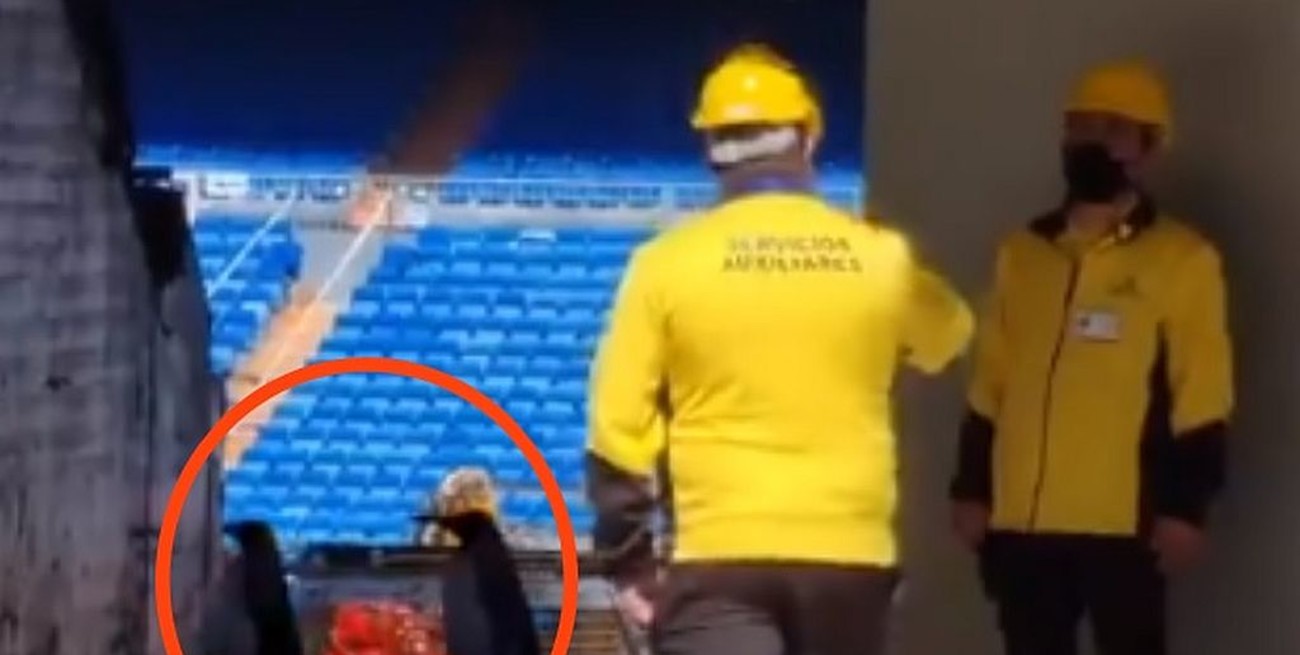 Viral: ¿se "colaron" dos pingüinos de Madagascar en las obras del estadio Santiago Bernabeu?
