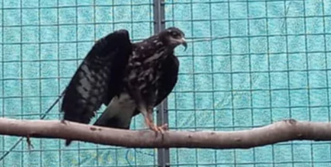 Corrientes: le injertaron plumas a un ave para que pueda volver a volar