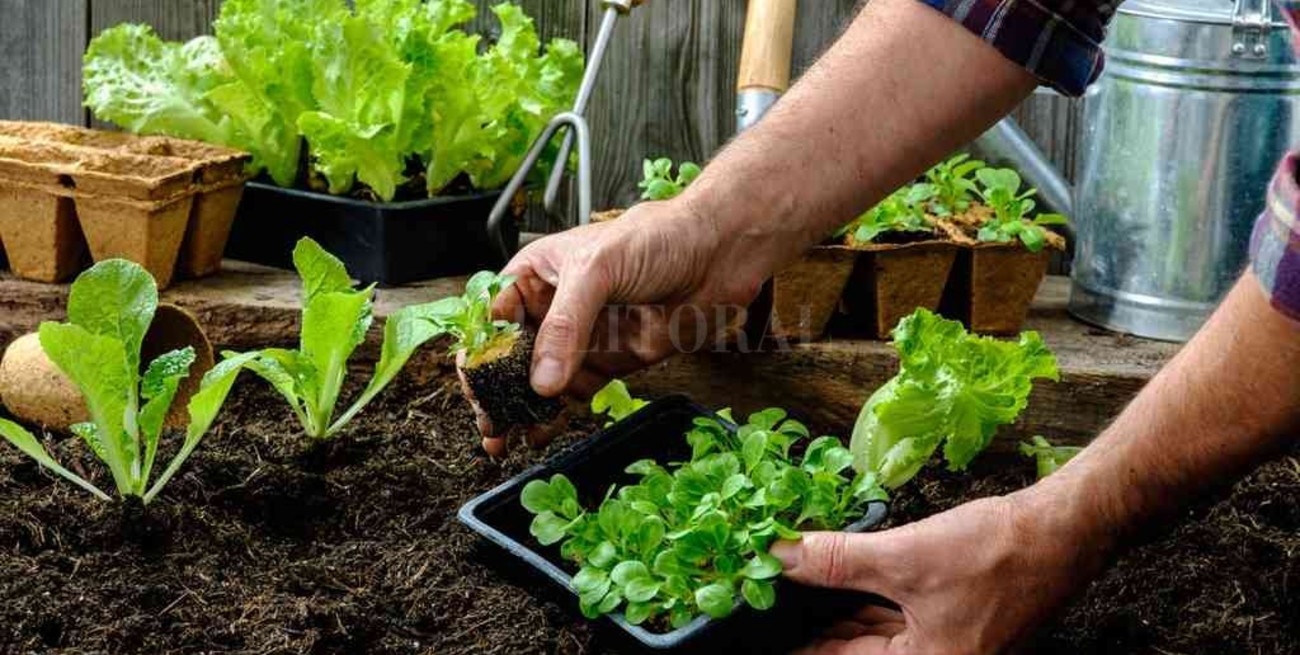 La huerta al balcón, en tiempos de cuarentena