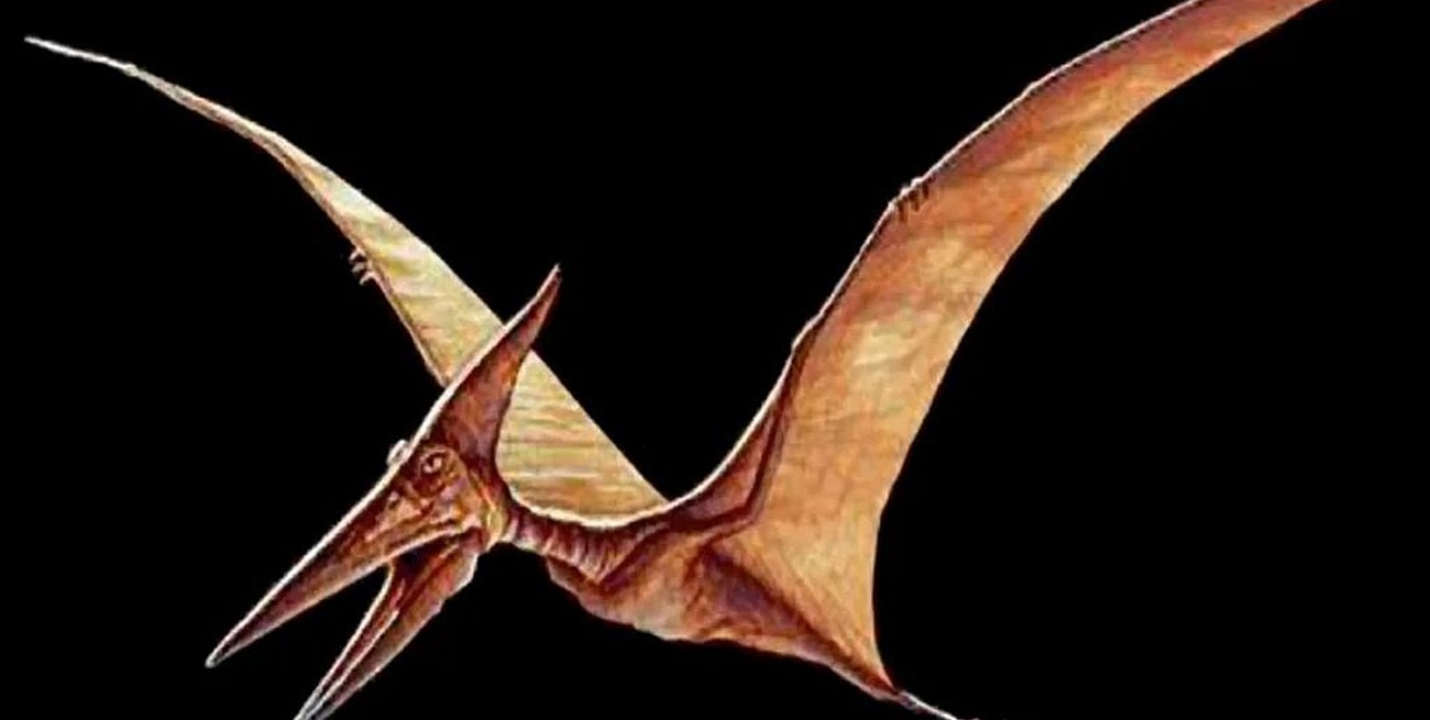 Reconstruyen el árbol genealógico del pterosaurio
