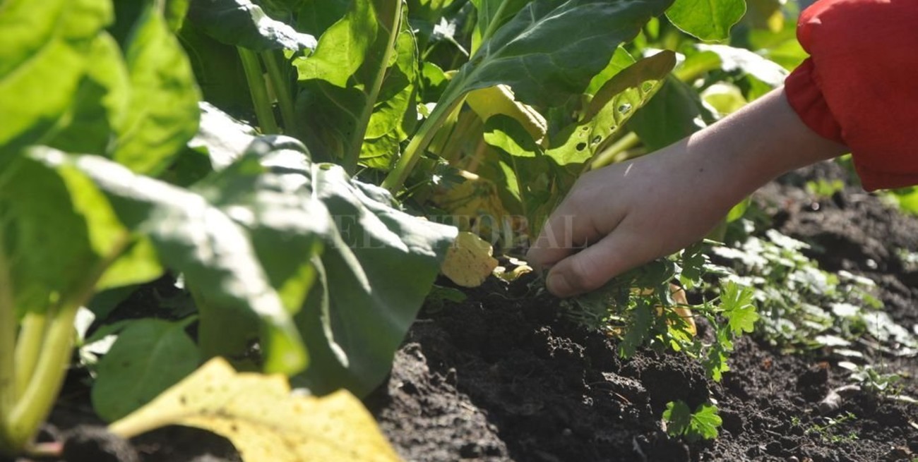 Huertas en casa: una actividad que se triplicó en cuarentena