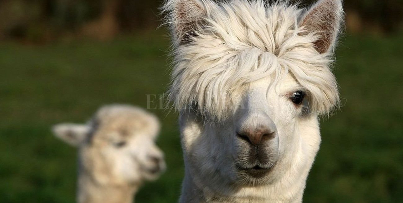 Investigadores argentinos neutralizaron el coronavirus con derivados de llamas y huevos