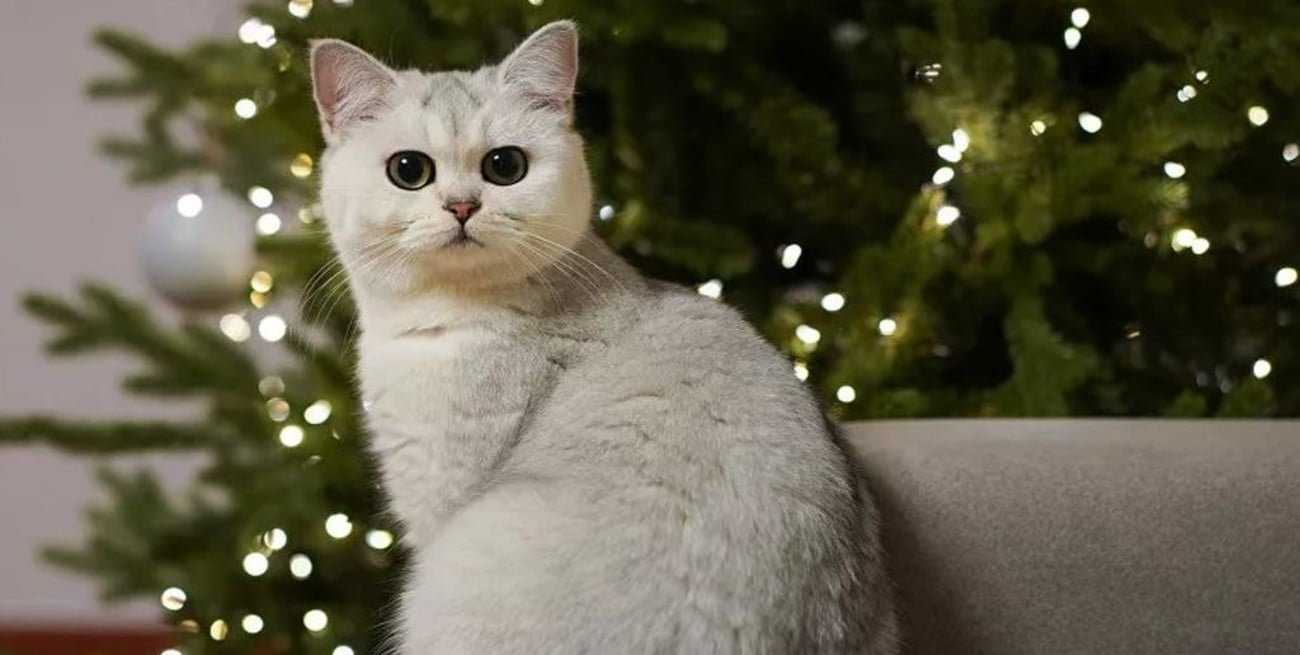 Los trucos para proteger al árbol de navidad de los ataques de tu gato