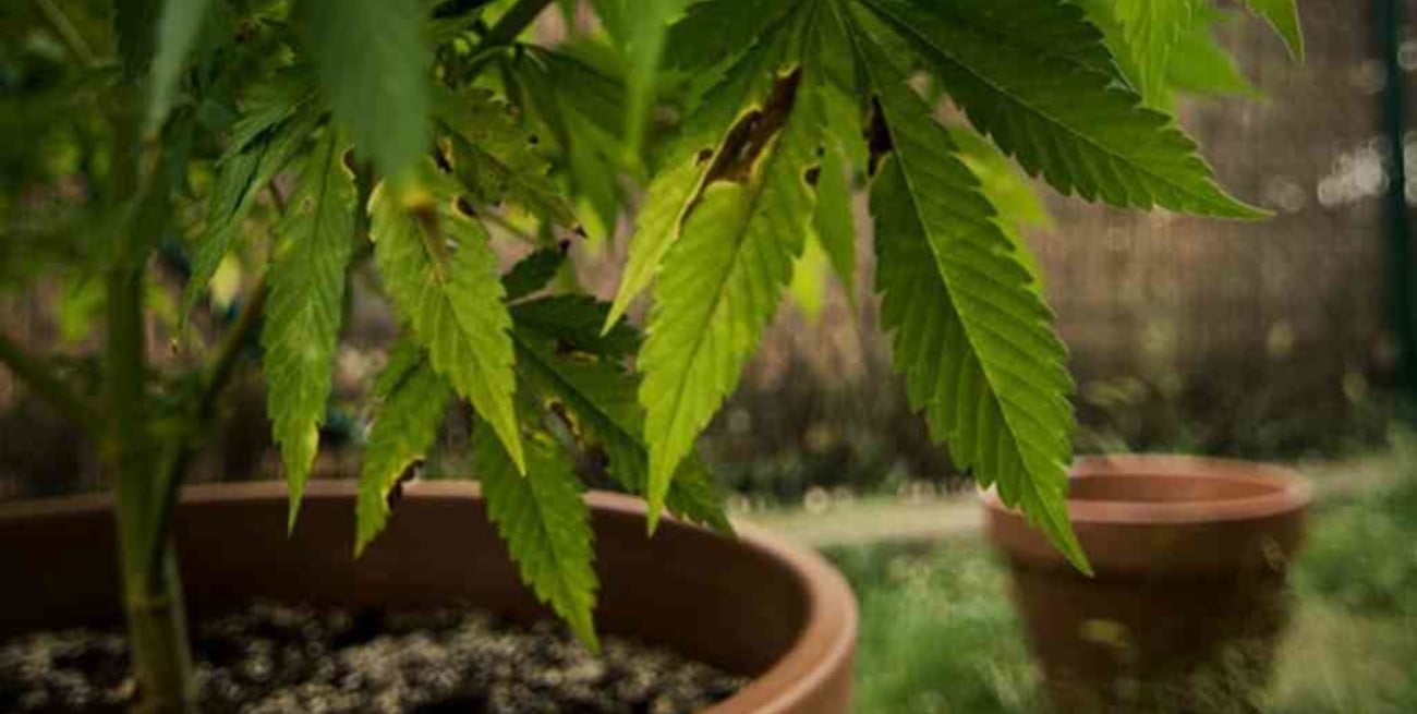 México legalizó la marihuana