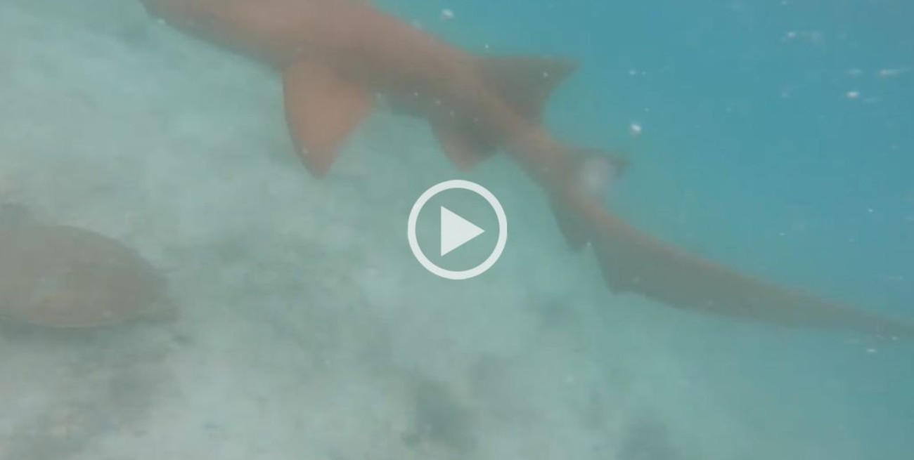 Video: Un tiburón acechó a un buzo y el hombre lo golpeó con su cámara para defenderse
