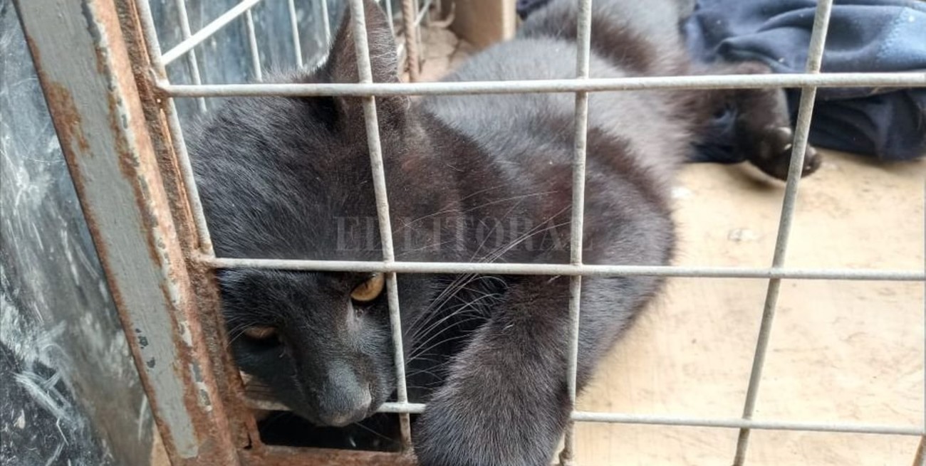 Llambi Campbell: Rescataron a un gato montés que fue atropellado