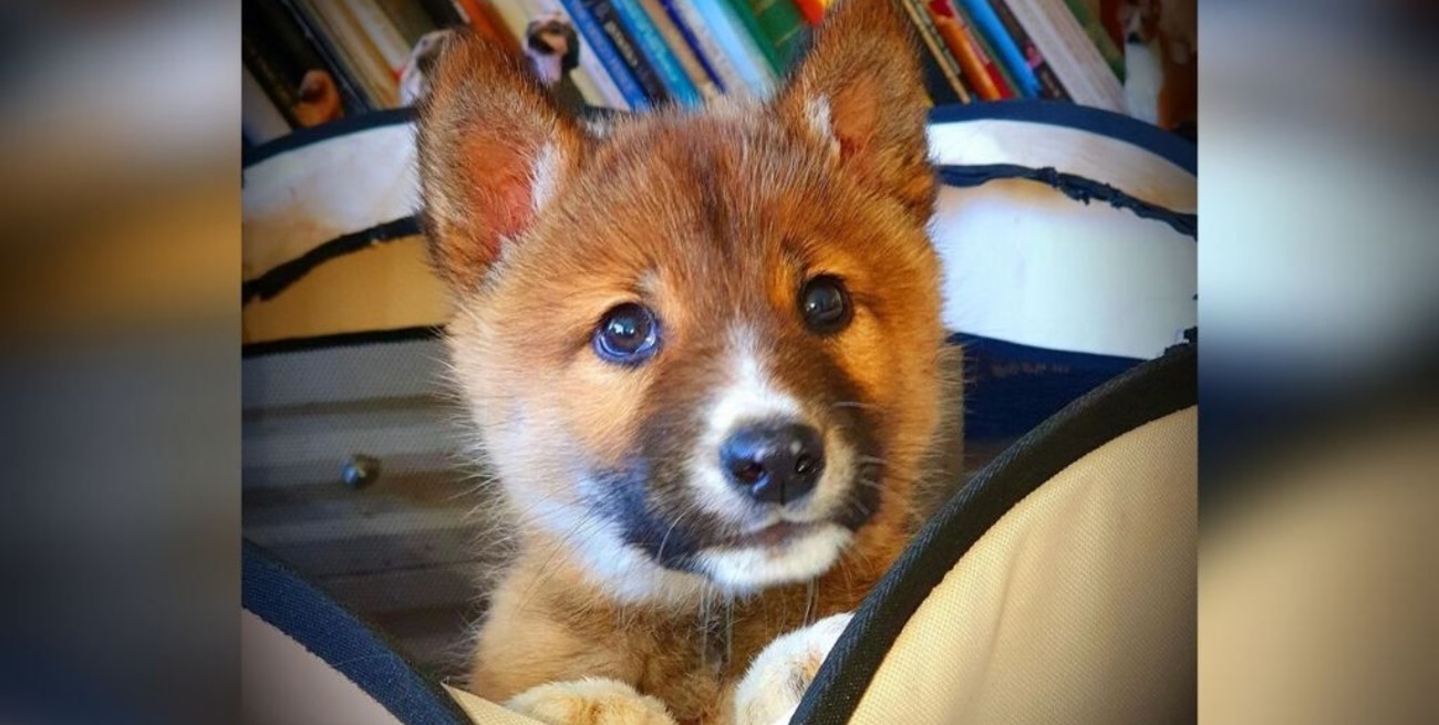 Viral: Adoptaron a un dingo de pura raza pensando que era un perro