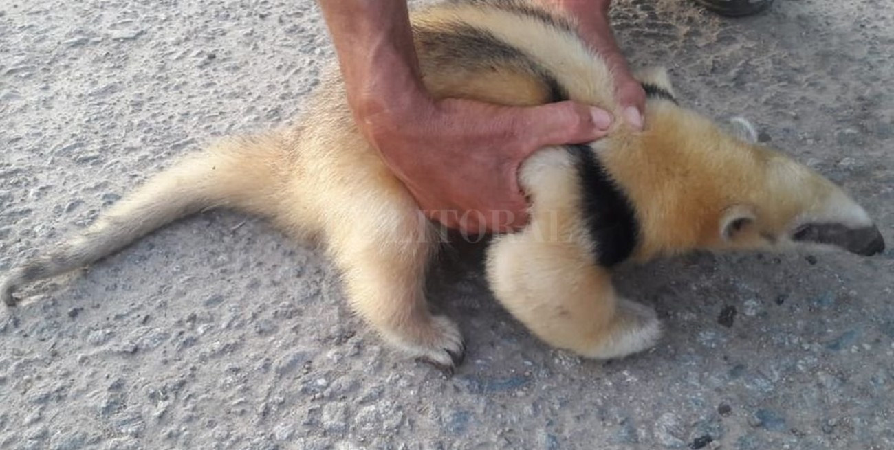 Rescataron a un oso melero en el norte provincial