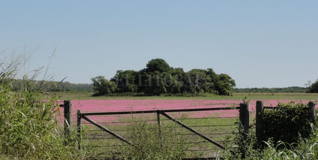  Cayeron hasta un 20 % los precios de los campos