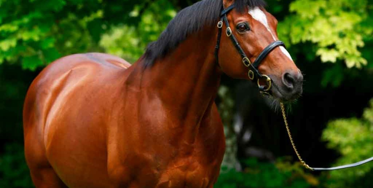 Galileo, el caballo de carreras que "jubilado" cuesta más que Messi y Cristiano juntos