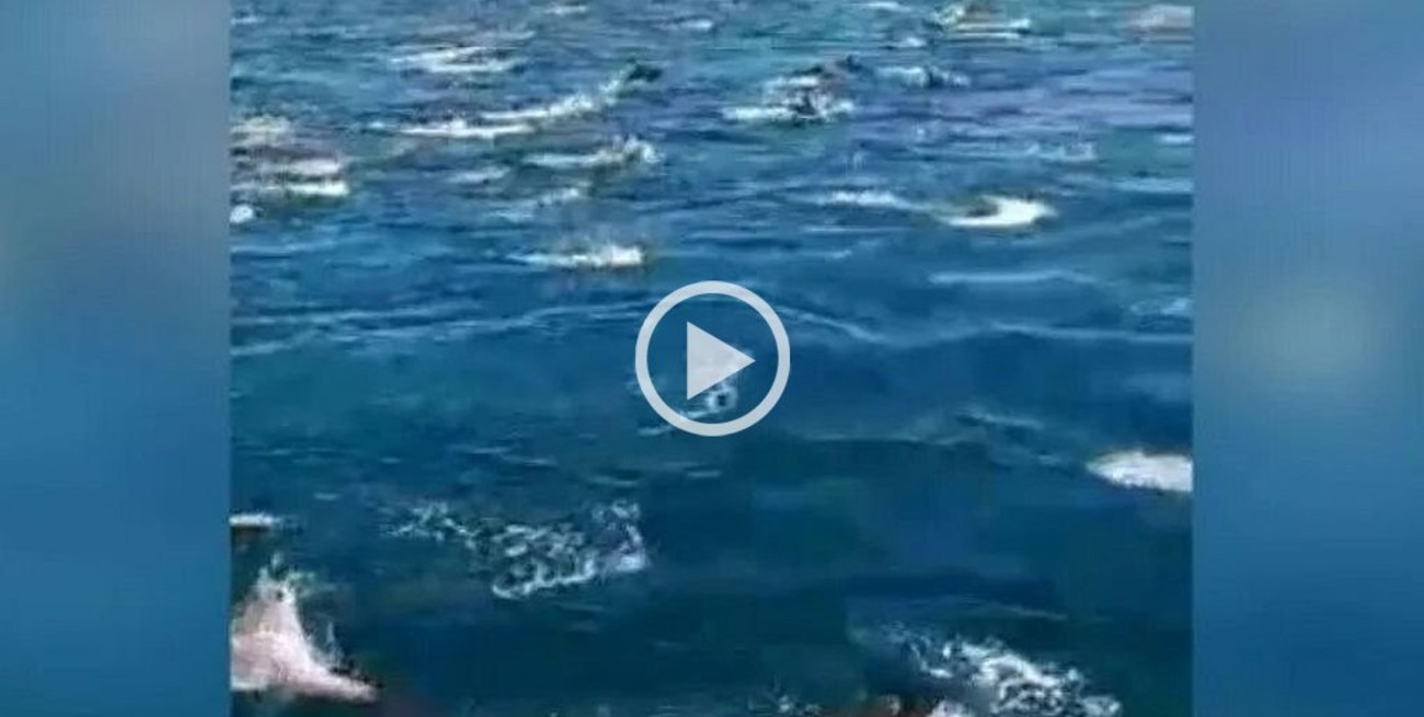 Video: el espectáculo de cientos de delfines en la costa de Mar Chiquita