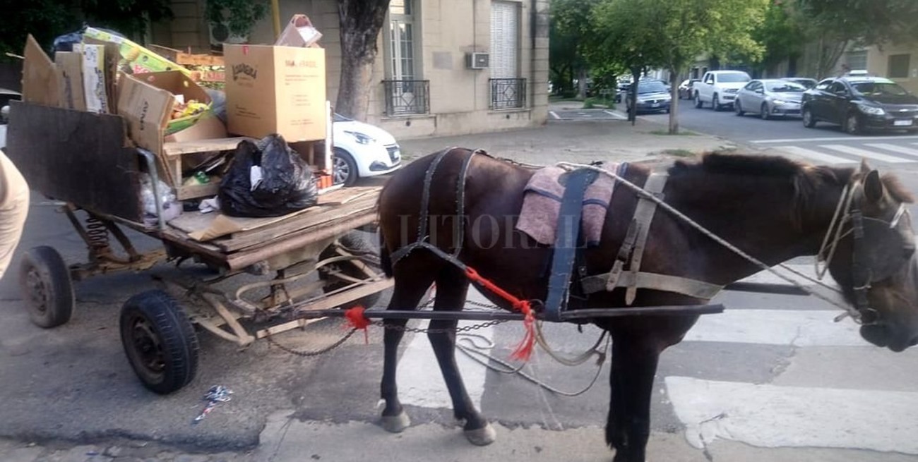 Maltrato animal: rescataron a un caballo que tiraba de un carro