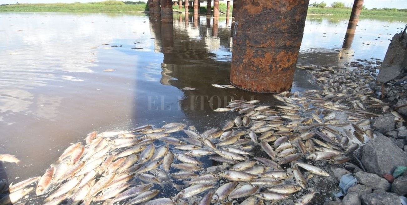 Santo Tomé: por la alta mortandad de peces, aconsejan no bañarse en el río