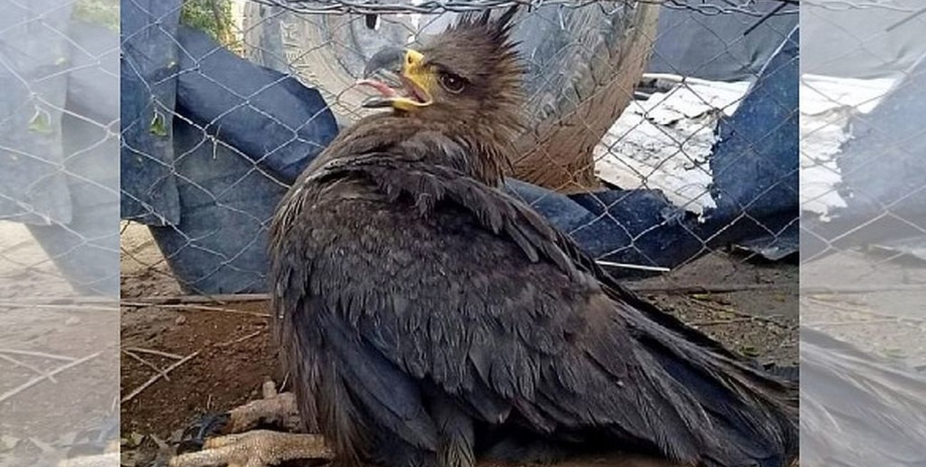 Rescataron un águila coronada de morir ahogada en La Pampa