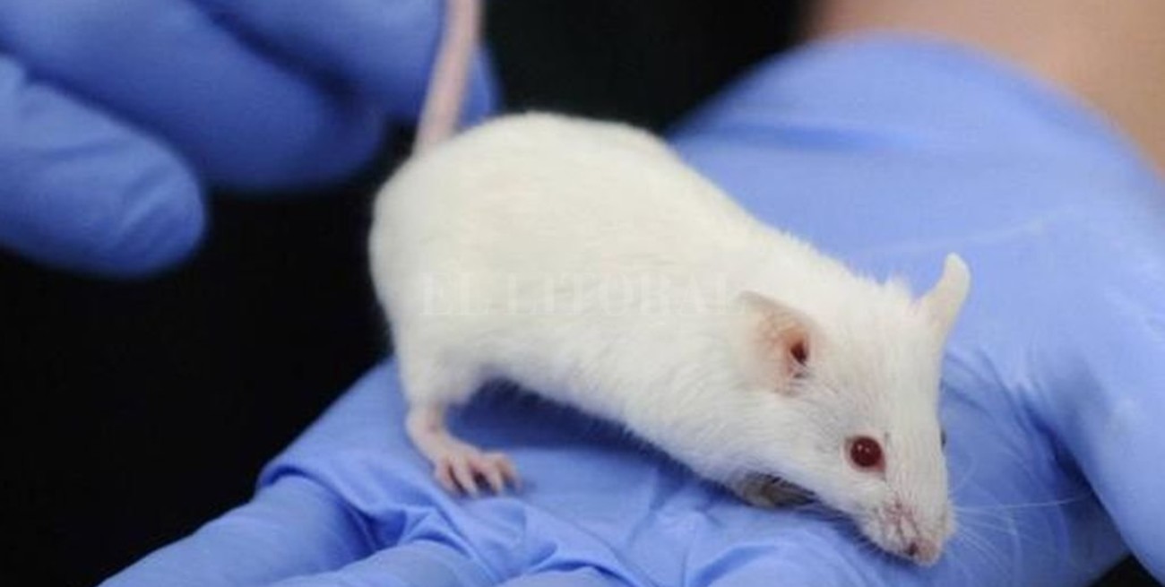 Científico japonés creará seres híbridos de animales y humanos