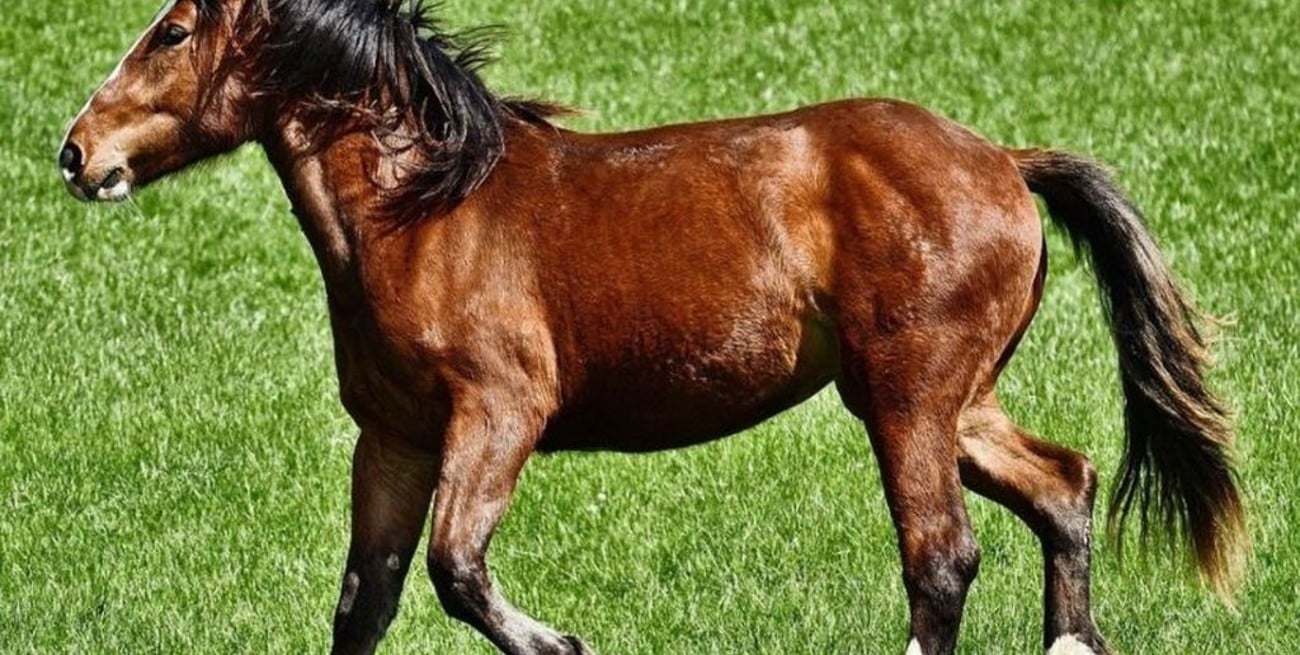 Furor por el caballo "camaleón" que cambia de color durante todo el año