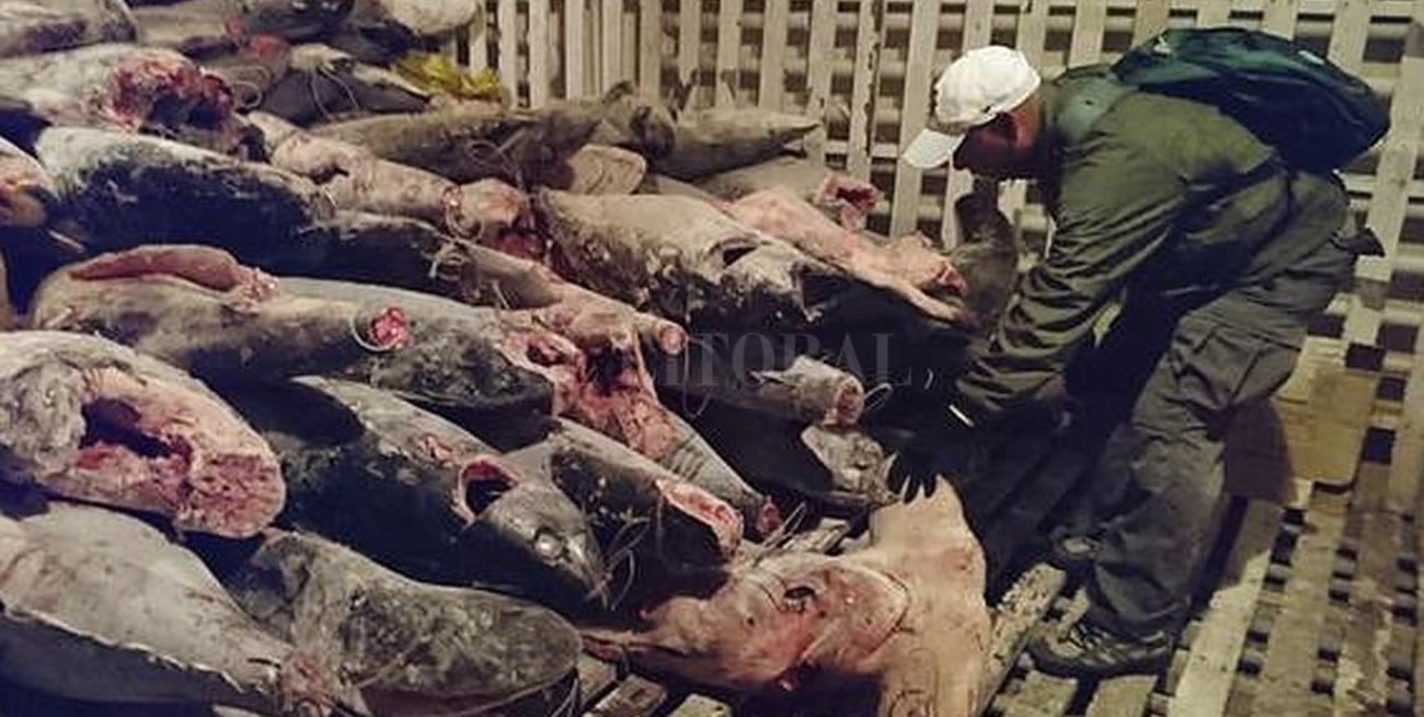 China prohíbe a su flota pesquera faenar cerca de Galápagos