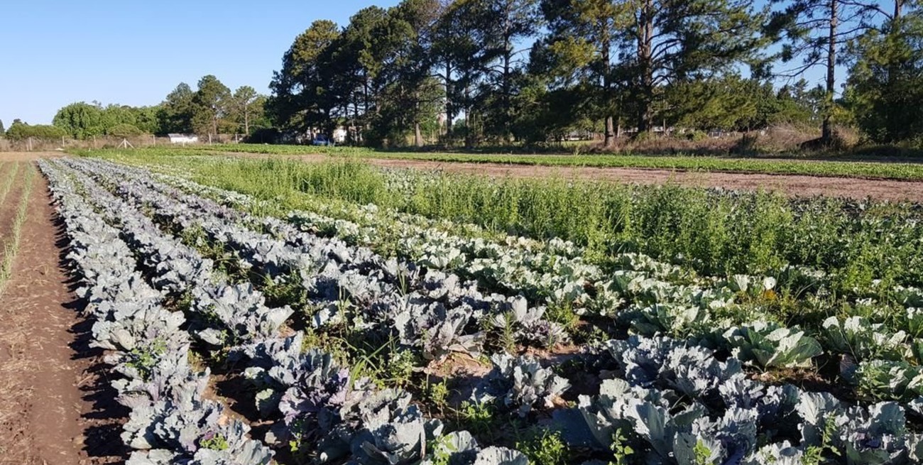 Agroecología: la práctica sana para cosechar verduras