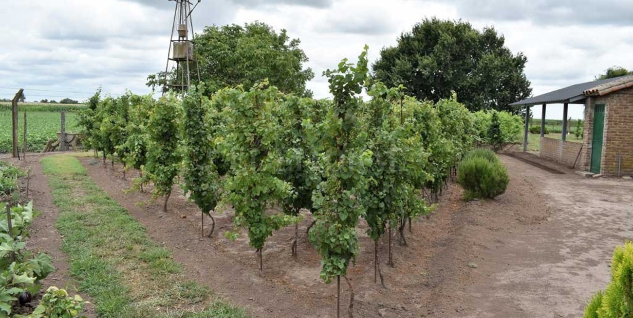 No todo es soja: un pueblo santafesino cosecha y envasa su propio vino