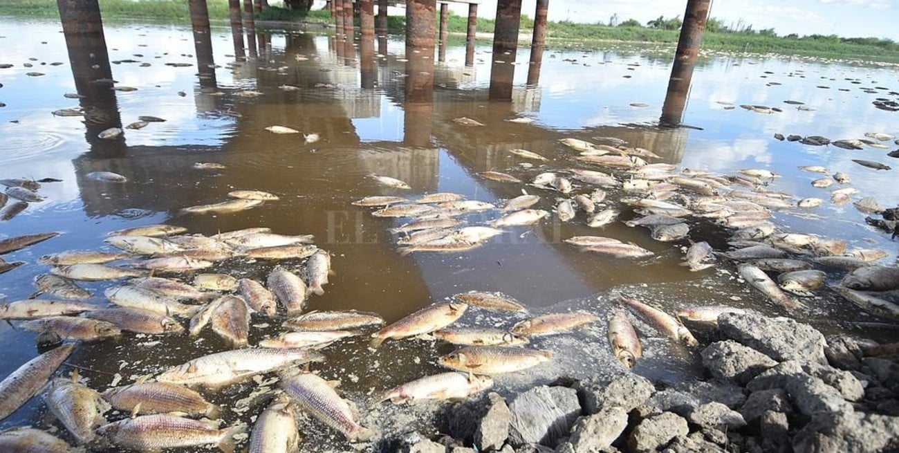 Mortandad de peces: hallaron gran carga orgánica en las muestras del río Salado