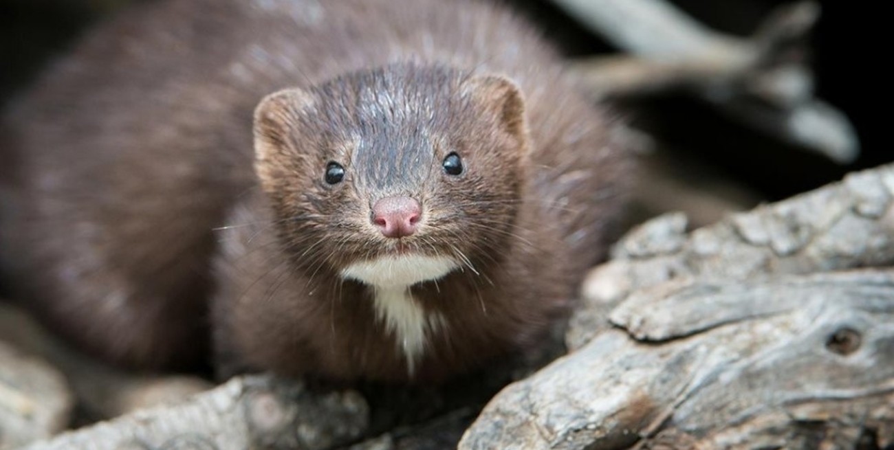 El visón americano es el primer animal salvaje que contrae coronavirus