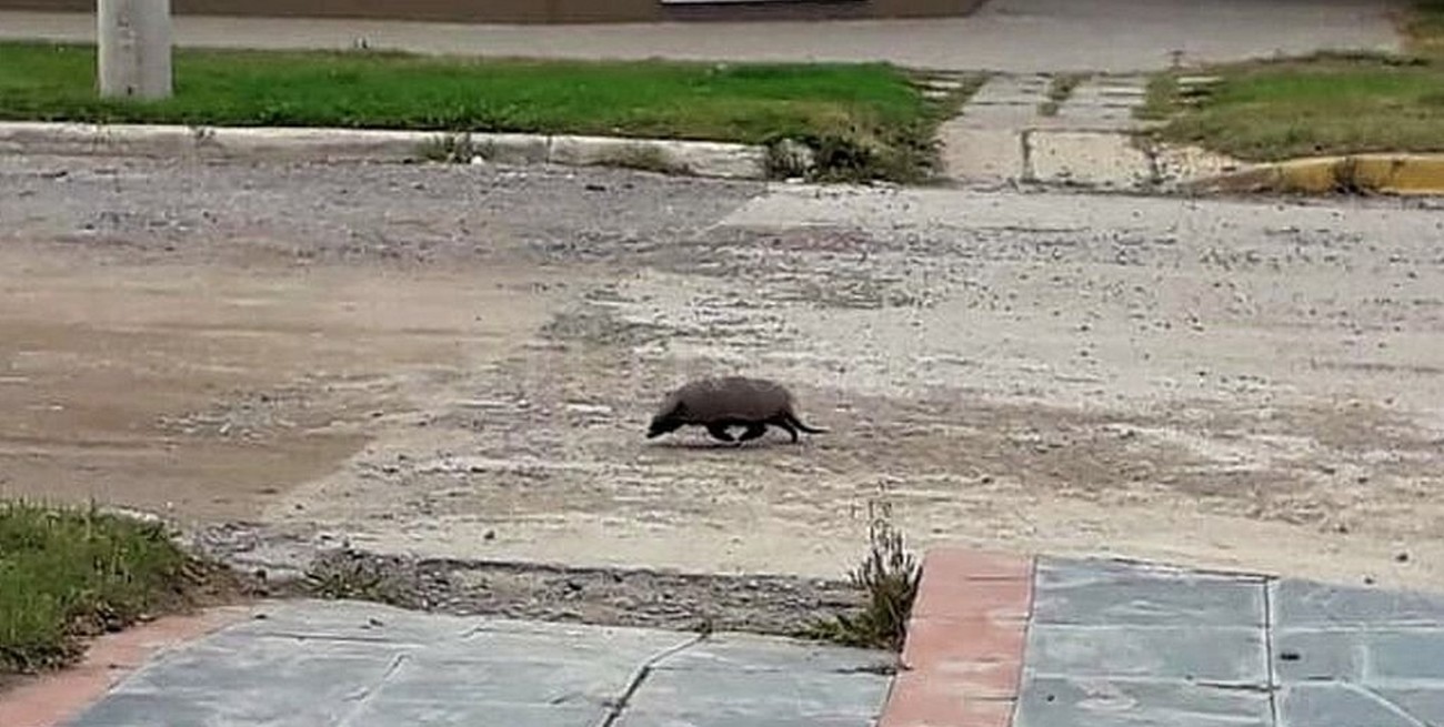 Fotografiaron a un tatú mulita aprovechando la soledad de las calles rionegrinas