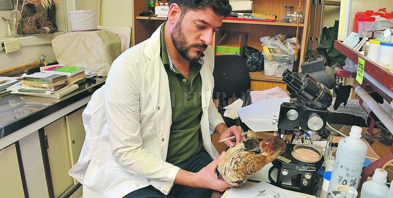 Buscan crear áreas protegidas para cuidar 395 especies de aves entrerrianas