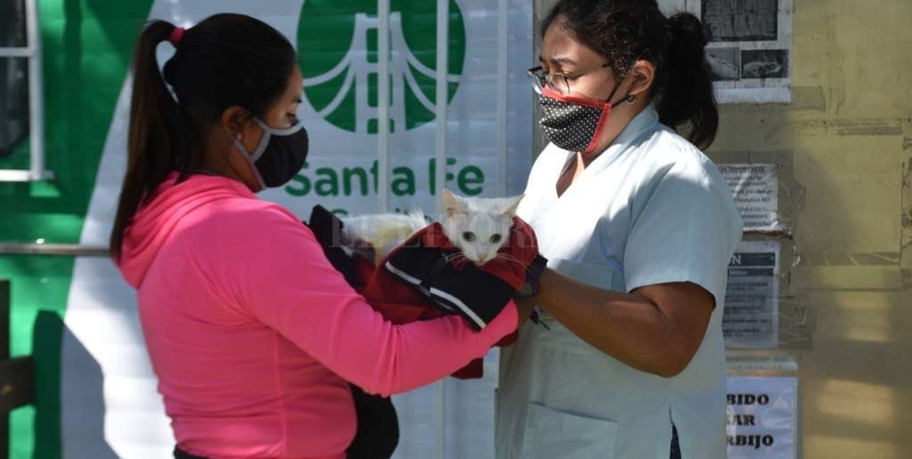 Fuerte operativo de castración de mascotas en toda la ciudad