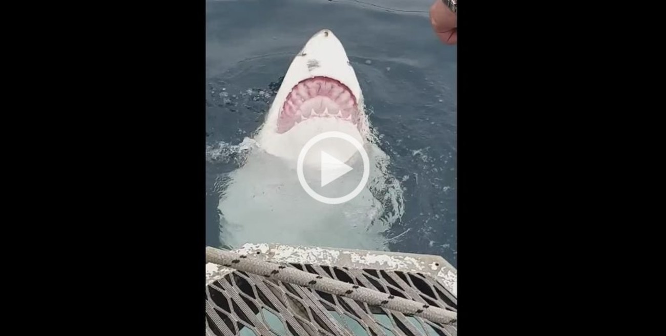 Video: Filmaron a un tiburón blanco nadando de espalda y mostrando sus dientes