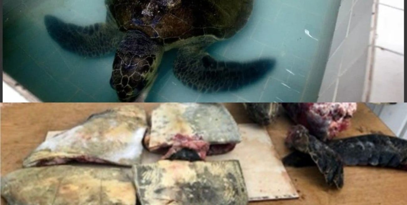 Al menos 19 personas, entre ellas 9 niños, murieron por comer carne de tortuga marina