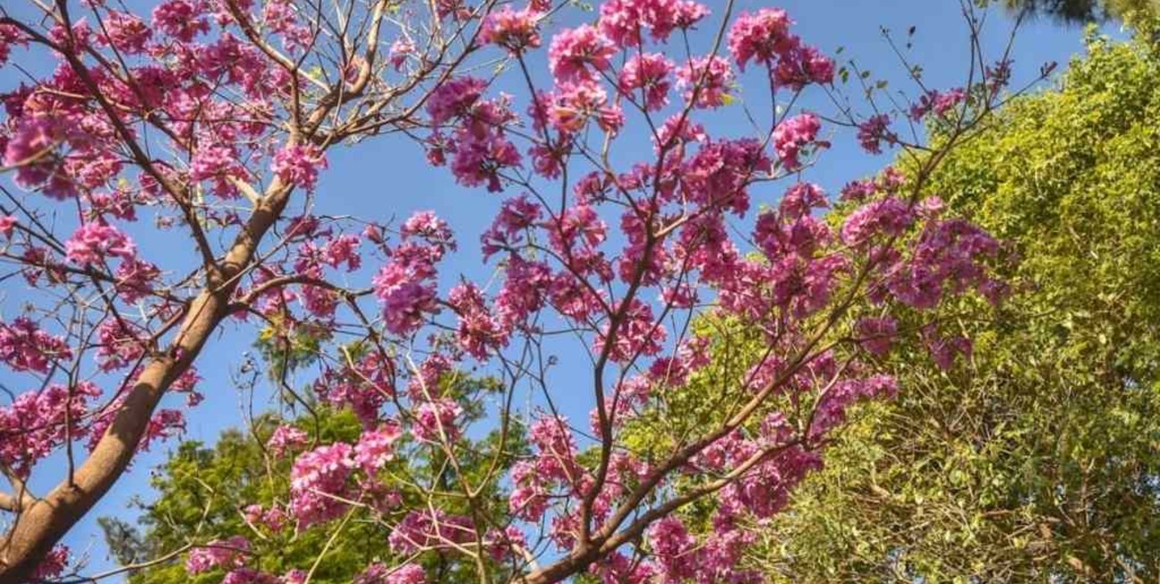 La Municipalidad lanza el programa "Árboles para mi ciudad"