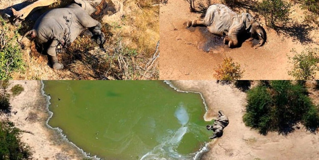 África: mueren más de 350 elefantes por causas desconocidas