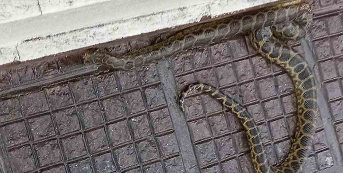 Rescataron a una boa curiyú en la costanera correntina