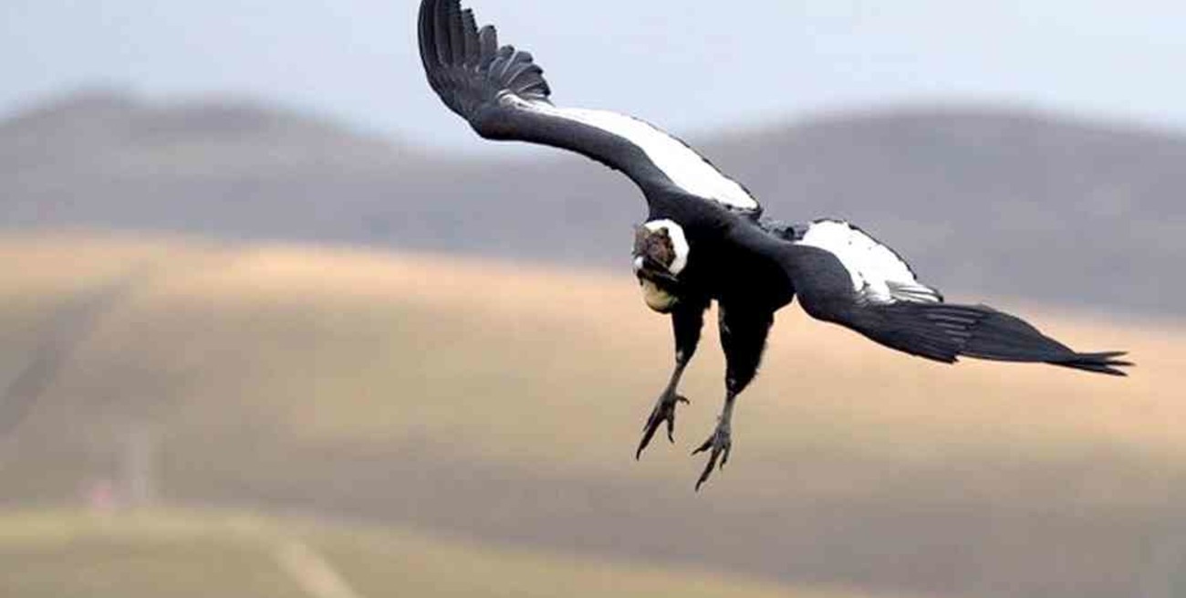  Bolivia: investigan la matanza de cóndores en peligro de extinción