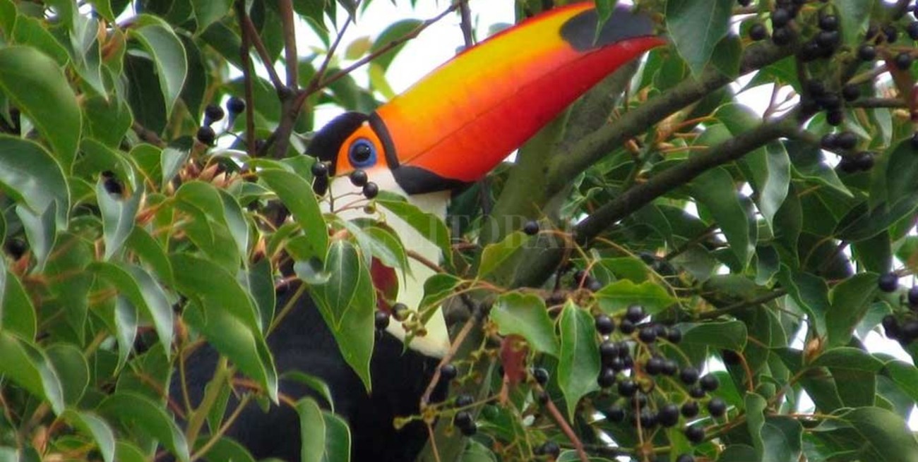 Alarma en Jujuy por ataques a tucanes