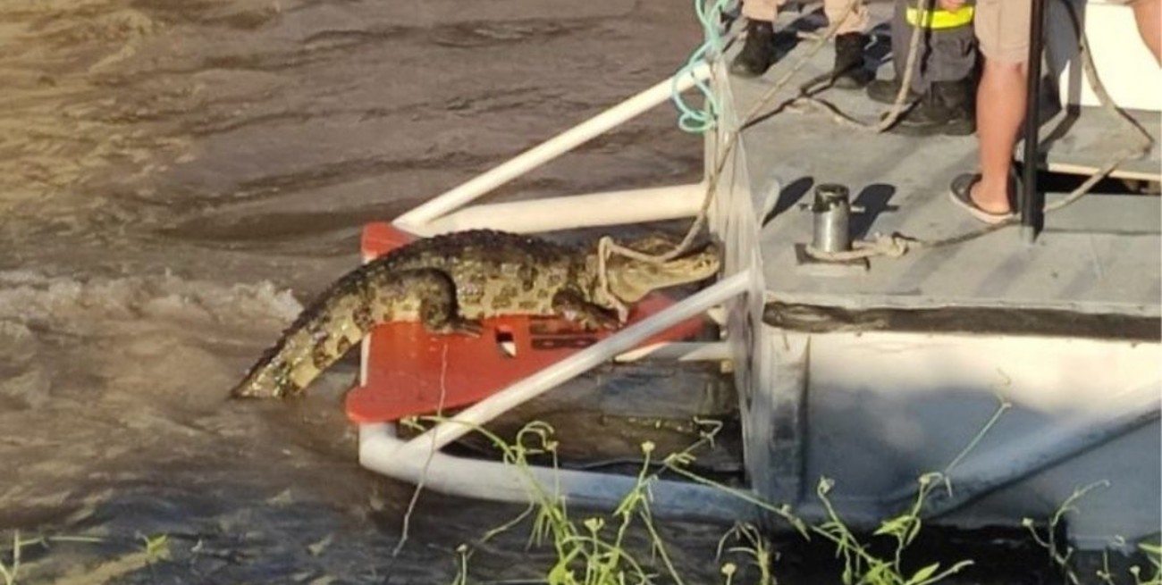 Apareció un yacaré en el Club de Velas de Rosario