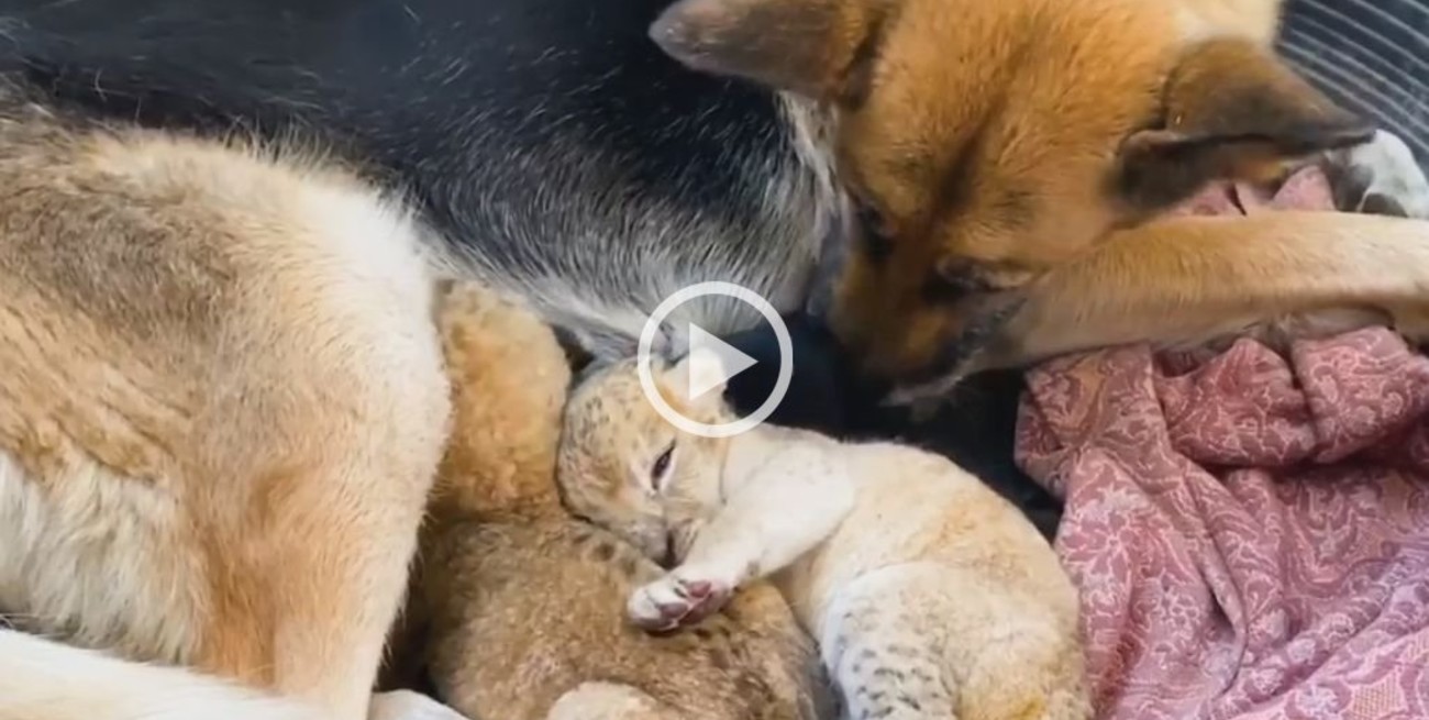 Video: Una perra ovejera adoptó a dos crías de león luego de que su madre los abandonara