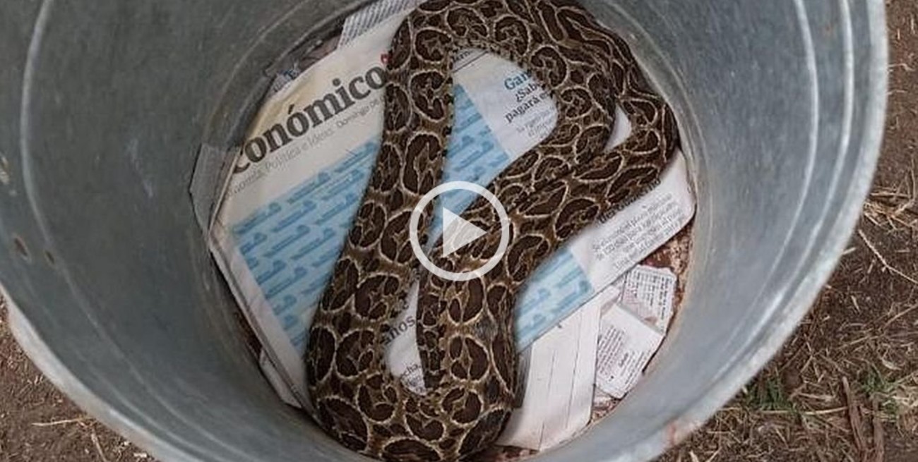 Video: atraparon una yarará en la costanera de Santo Tomé