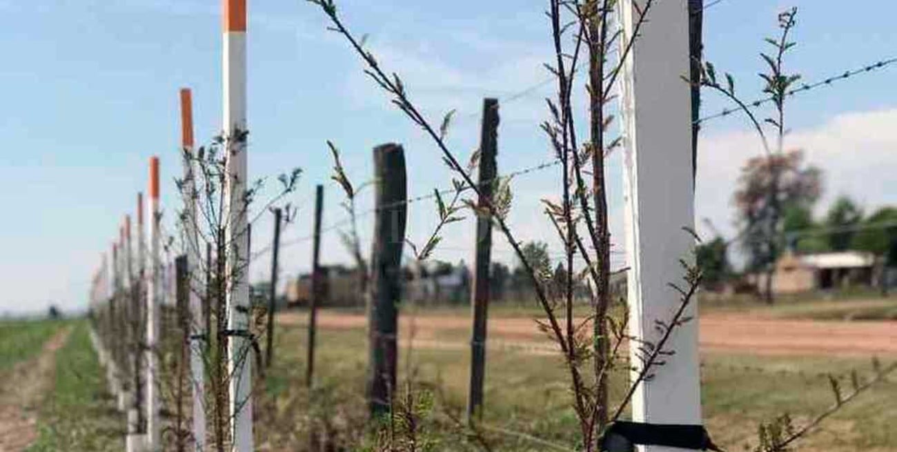 San Carlos Norte amplía sus "bio corredores" forestales