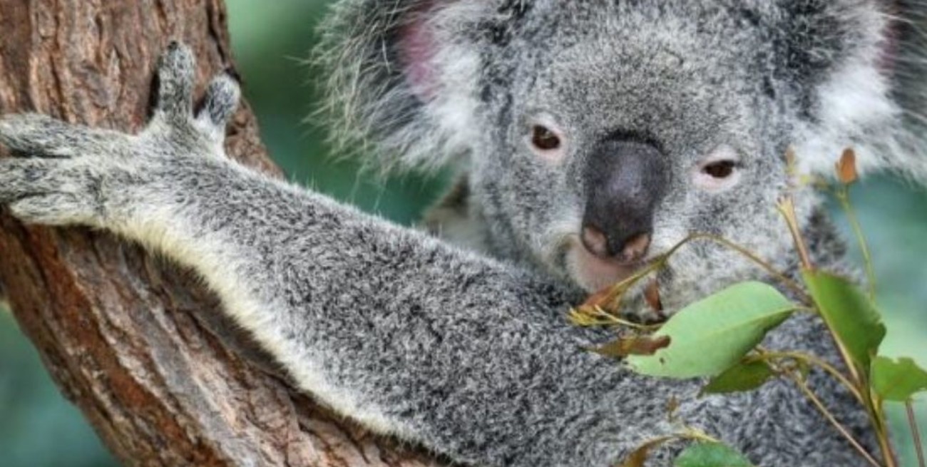 Buscan crear una "supercoala" libre de enfermedades mortales