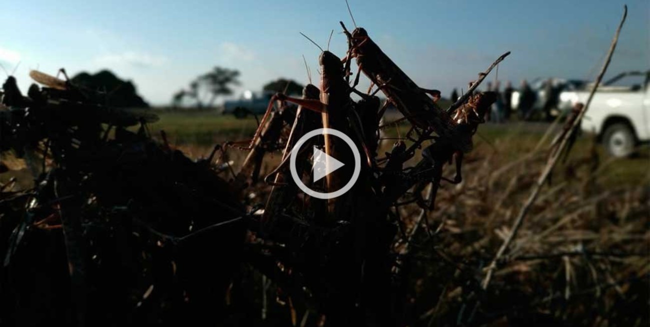 Manga de langostas: Senasa informó que se dirigen hacia el noreste