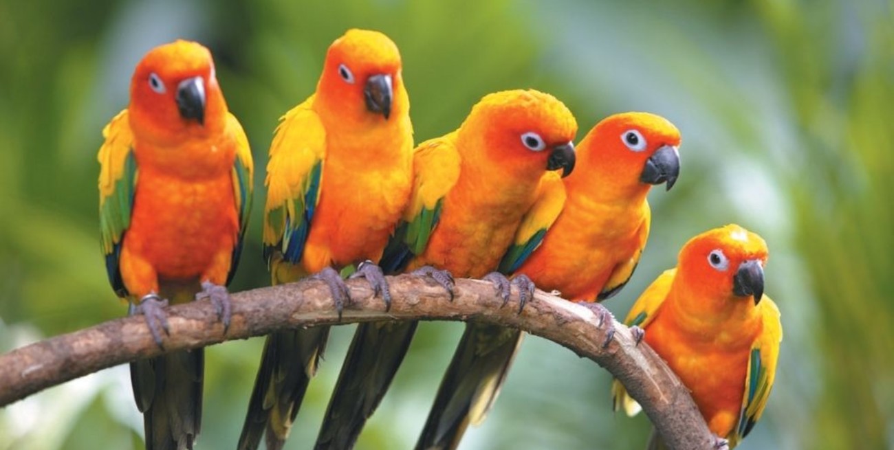 Alertan sobre el riesgo de contraer psitacosis por la manipulación de aves silvestres muertas